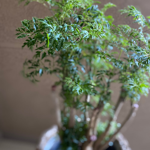 台湾モミジ ポリシャス・フルチコーサ タイワンモミジオシャレ観葉植物