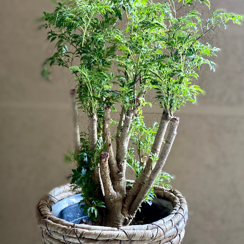 台湾モミジ ポリシャス・フルチコーサ タイワンモミジオシャレ観葉植物