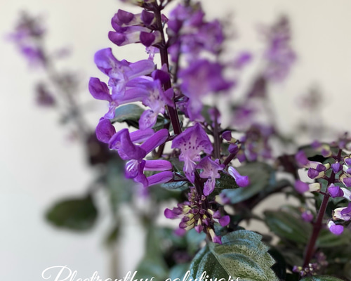 モナ　パープルXS 原神 モナ・星天水鏡Ver. 1/7 完成品フィギュア[Wonderful Works