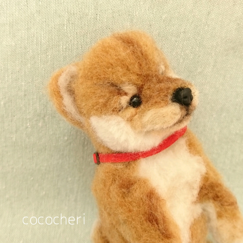 モールアート☆柴犬☆へそてん 4歳と1歳の柴犬へそ天、ほっこり動画🎵 - YouTube