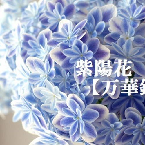 □ワイングラスのボトルフラワー/アジサイ万華鏡□紫陽花・母の