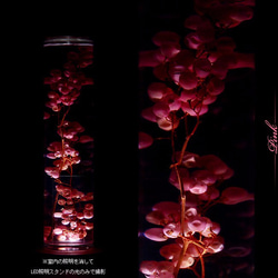 枯れないお花！ハーバリウム【ペッパーベリー（ピンク）】木製キャップ（ウォールナット材：ブラウン色） 6枚目の画像