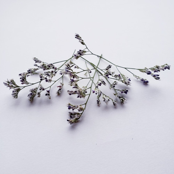 ブルーファンタジアのドライフラワー その他素材 bya4811 通販｜Creema  