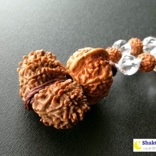 ガウリーシャンカラ ルドラクシャ 菩提樹の実 11面
