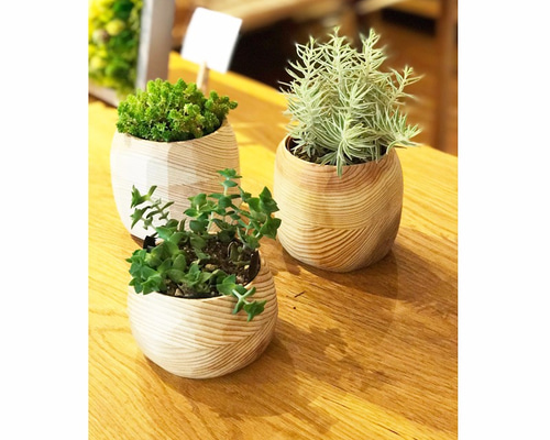 一本木くり抜き鉢 mpg-5045.jpg