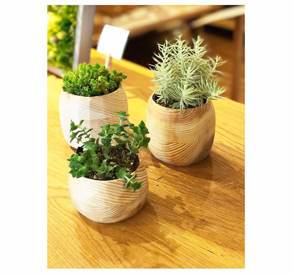 ⭐️未使用⭐️屋久杉⭐️火鉢⭐️鉢カバー⭐️置物⭐️ 屋久杉火鉢 ⭐️未使用⭐️屋久杉⭐️火鉢⭐️鉢カバー⭐️置物