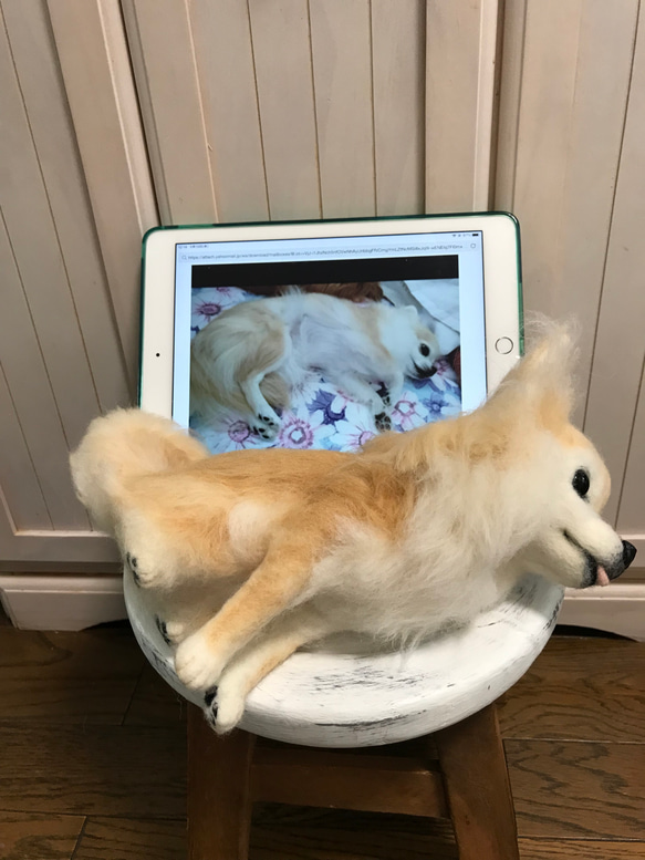 愛犬ちゃんそっくり人形(Mサイズ)オーダー作品:ロングコートチワワ 7枚目の画像