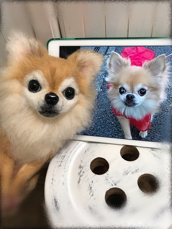 愛犬ちゃんそっくり人形(Mサイズ)オーダー作品:チワワちゃん 1枚目の画像