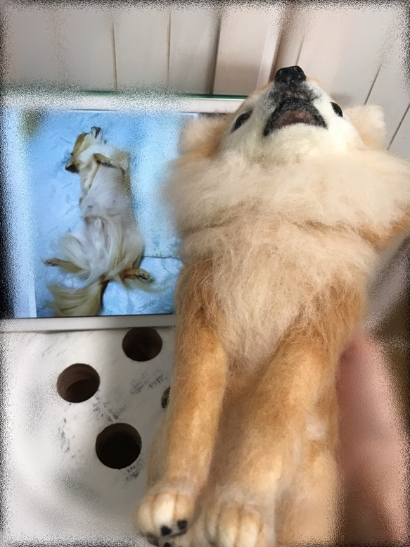 愛犬ちゃんそっくり人形(Mサイズ)オーダー作品:チワワちゃん 3枚目の画像