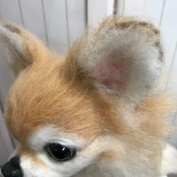 愛犬ちゃんそっくり人形(Mサイズ)オーダー作品:チワワちゃん 7枚目の画像