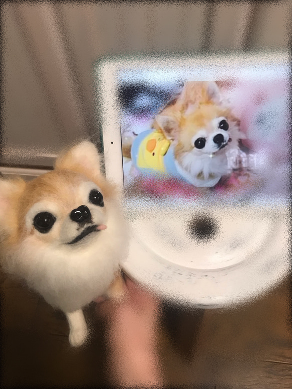 愛犬ちゃんそっくり人形(Mサイズ)オーダー作品:チワワちゃん 1枚目の画像