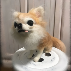 愛犬ちゃんそっくり人形(Mサイズ)オーダー作品:チワワちゃん 5枚目の画像