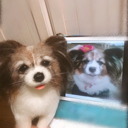 羊毛フェルト:愛犬ちゃんそっくり人形(Mサイズ):オーダー受付 9枚目の画像