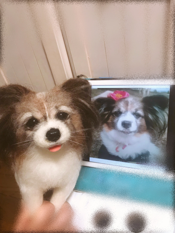 羊毛フェルト:愛犬ちゃんそっくり人形(Mサイズ):オーダー受付 9枚目の画像