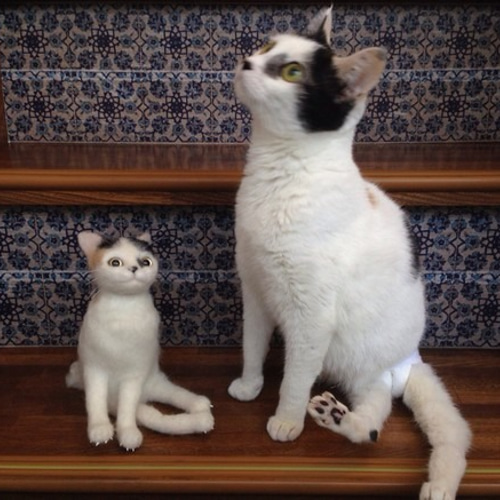 羊毛フェルト:愛猫ちゃんそっくり人形(Sサイズ))オーダー受付
