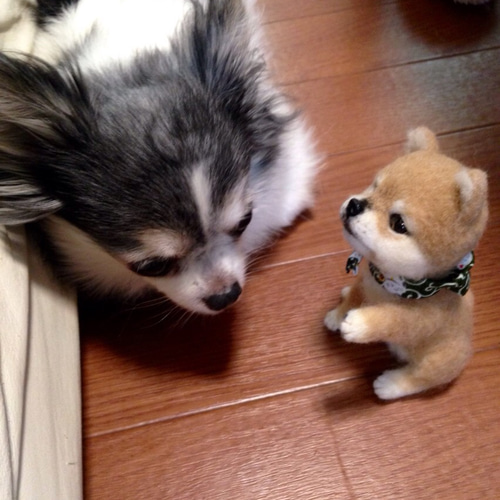 羊毛フェルト:豆柴の赤ちゃん(お手ポーズ) 羊毛フェルト ♪め
