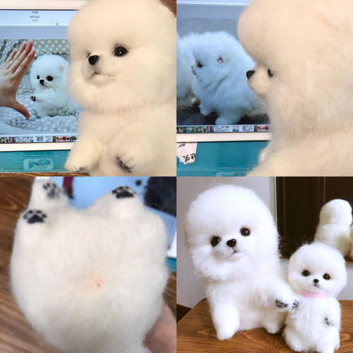 羊毛フェルト:愛犬ちゃんそっくり人形(Mサイズ)白ポメラニアン