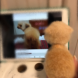 愛犬ちゃんそっくり人形(Sサイズ)オーダー作品:ティーカッププードルちゃん 3枚目の画像
