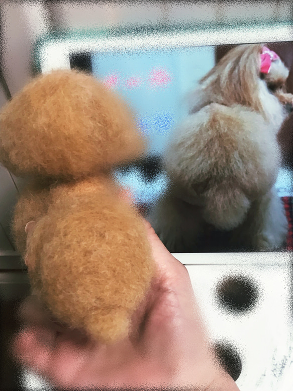 愛犬ちゃんそっくり人形(Sサイズ)オーダー作品:ティーカッププードルちゃん 3枚目の画像