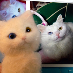 Aya様オーダー作品☆愛猫ちゃんそっくり人形 2枚目の画像