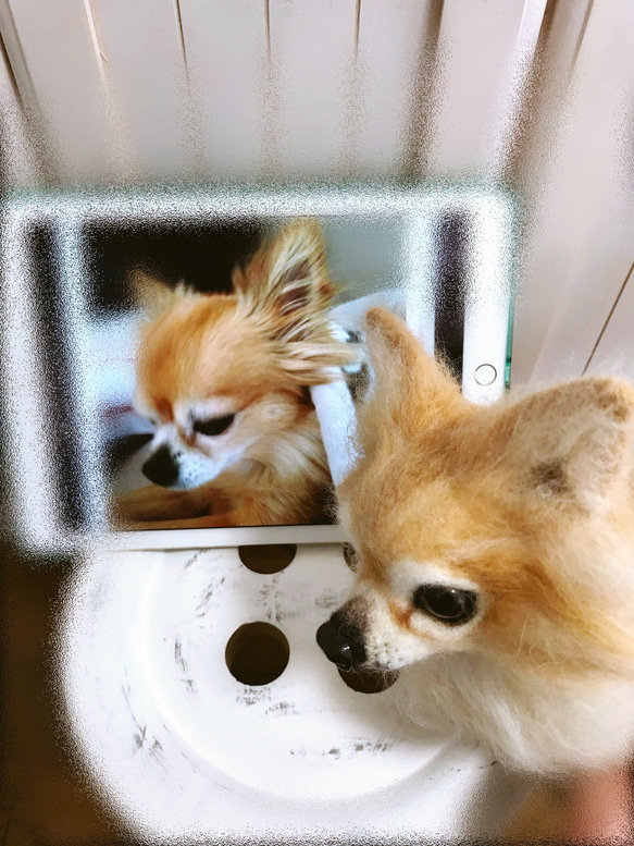 愛犬ちゃんそっくり人形(Mサイズ)オーダー作品:ロングコートチワワちゃん 3枚目の画像