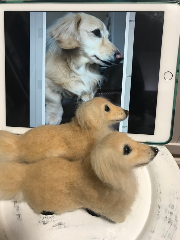 愛犬ちゃんそっくり人形(Sサイズ)オーダー作品:ミニチュアダックスフンド 3枚目の画像