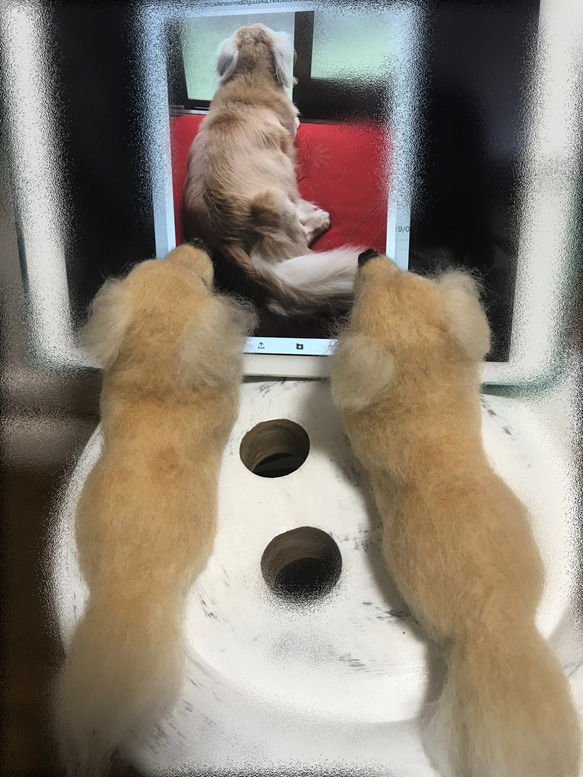 愛犬ちゃんそっくり人形(Sサイズ)オーダー作品:ミニチュアダックスフンド 4枚目の画像