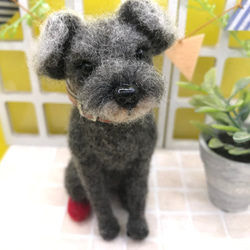 愛犬ちゃんそっくり人形(Sサイズ)オーダー作品:ミニチュアシュナウザーちゃん 6枚目の画像