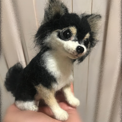 愛犬ちゃんそっくり人形（Sサイズ)オーダー作品:チワワ  ちゃん 6枚目の画像