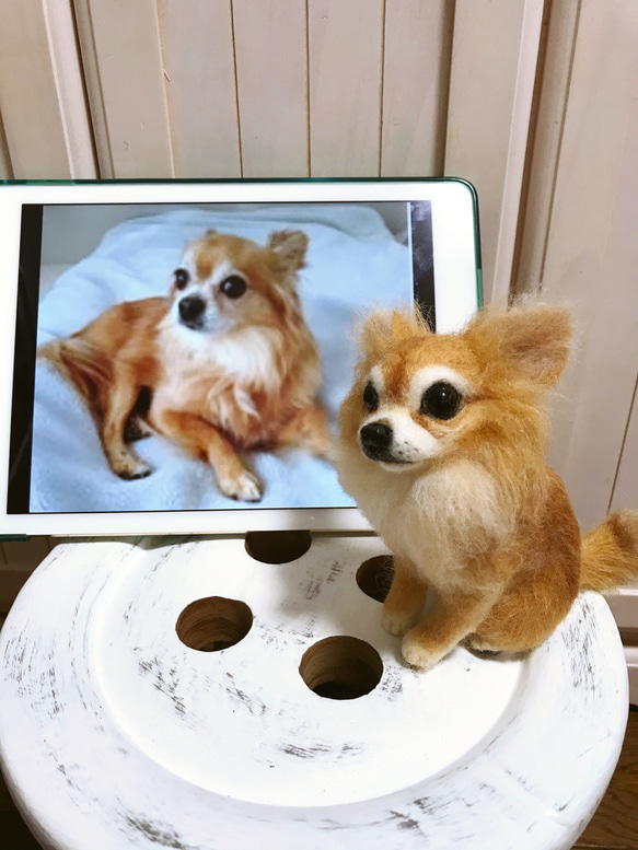 愛犬ちゃんそっくり人形(Sサイズ)オーダー作品:ロングコートチワワ  ちゃん 1枚目の画像