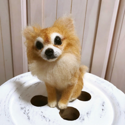 愛犬ちゃんそっくり人形(Sサイズ)オーダー作品:ロングコートチワワ  ちゃん 6枚目の画像