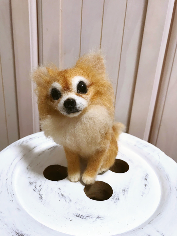 愛犬ちゃんそっくり人形(Sサイズ)オーダー作品:ロングコートチワワ  ちゃん 6枚目の画像