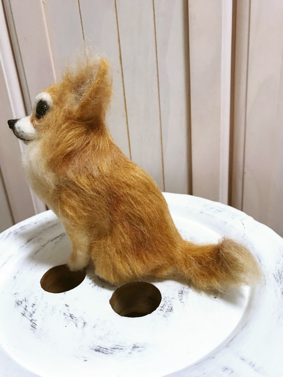 愛犬ちゃんそっくり人形(Sサイズ)オーダー作品:ロングコートチワワ  ちゃん 8枚目の画像