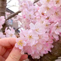 【価格変更】さくらピアス(早咲き桜) 10枚目の画像