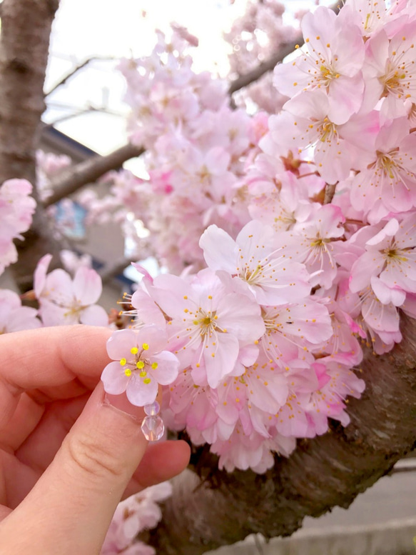 【価格変更】さくらピアス(早咲き桜) 10枚目の画像