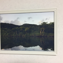 【送料無料】  水鏡のジャングル　アート写真（額なし） 2枚目の画像