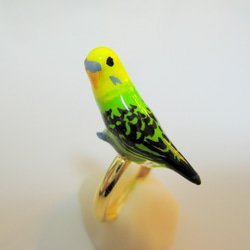 虎皮鸚鵡（綠色）戒指 第2張的照片
