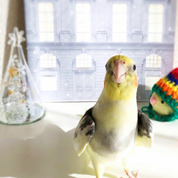 オカメインコ　クリスマスカード3枚セット② 1枚目の画像