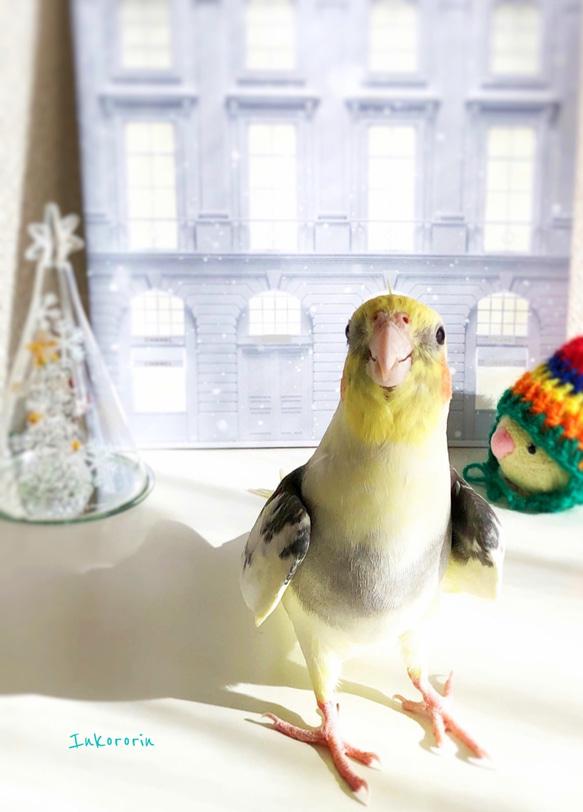 オカメインコ　クリスマスカード3枚セット② 1枚目の画像