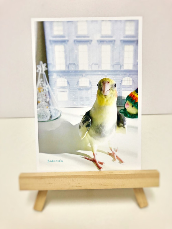 オカメインコ　クリスマスカード3枚セット② 4枚目の画像